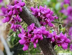 娱乐APP-关于忻州紫荆花客场收获三分，晋级积分榜的信息